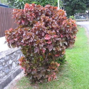 Tai tượng đỏ được trồng chủ yếu để làm cảnh