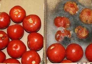 Cà chua sử dụng chất bảo quản và cà chua để tự nhiên trong cùng một thời gian.