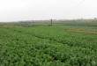 Nông nghiệp công nghệ cao đang là mục tiêu phát triển mà tỉnh Hà Nam đang hướng đến. Ảnh: IT