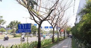 6 cây keo tây trên đường Trường Sơn, quận Tân Bình, TP HCM đang xanh tốt bỗng trụi lá rồi chết dần nghi bị đầu độc bằng hóa chất .