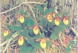 Cypripedium calccolus var. parvijlorum có hoa nhỏ, màu vàng, hình dáng giống chiếc hài của phụ nữ, thơm ngát, hoa nở vào mùa .xuân và buông rũ xuống.