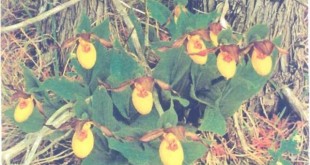 Cypripedium calccolus var. parvijlorum có hoa nhỏ, màu vàng, hình dáng giống chiếc hài của phụ nữ, thơm ngát, hoa nở vào mùa .xuân và buông rũ xuống.