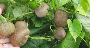 Giống khoai tây đặc biệt quả mọc trĩu trịt trên cành.