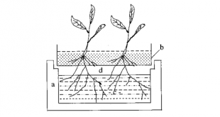 Hình 2.1. Sơ đồ mặt cắt ngang của hệ thống trồng ngập nước Gericke