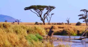 Một vùng đồng cỏ khô hạn ở Tanzania