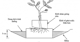 Hình 2.9. Hệ thống tưới nước ngầm cho cây trồng trong khối chất xơ