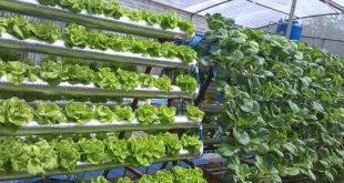 Mô hình trồng rau thủy canh có thể áp dụng hiệu quả ở quy mô trang trại