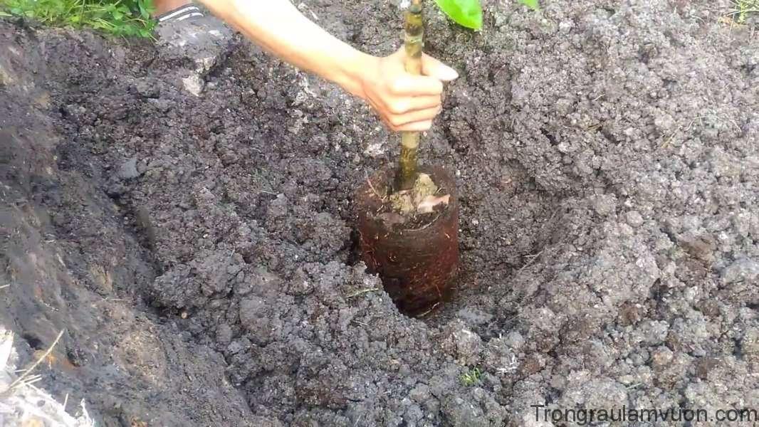 Cách trồng sầu riêng
